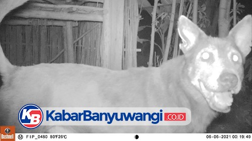 Pemangsa Kambing Mati Secara Misterius di Tegaldlimo, Tertangkap Kamera Trap TNAP