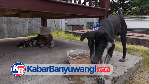 Anjing Liar Serang Permukiman Warga di Banyuwangi, Satu Orang Luka