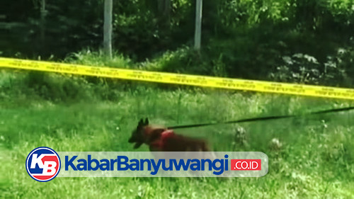 Teka-teki Kematian Bocah 7 Tahun di Kebun Kalibaru Banyuwangi, Polisi Turunkan K9