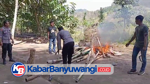 Meresahkan, Arena Judi Sabung Ayam di Pesanggaran Diobrak-abrik Polisi