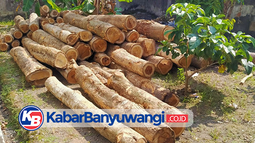 Polsek Purwoharjo Sita Puluhan Batang Kayu Jati Diduga Hasil Ilegal Logging