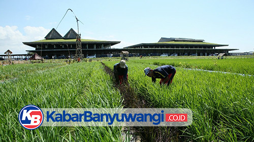 https://kabarbanyuwangi.co.id/asset/foto_berita/Bandara_3.jpg