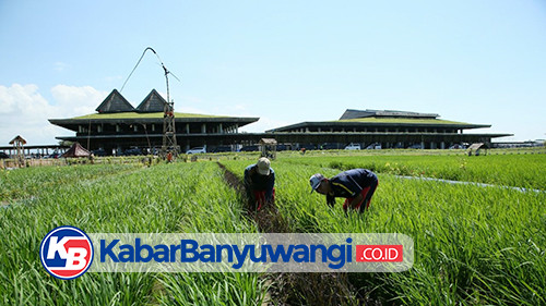 https://kabarbanyuwangi.co.id/asset/foto_berita/Bandara_Blingbingsari_3.jpg