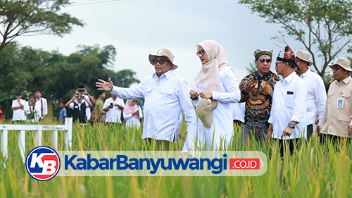 https://kabarbanyuwangi.co.id/asset/foto_berita/Beras_Biofortifikasi_Bernutrisi_Tinggi.jpg
