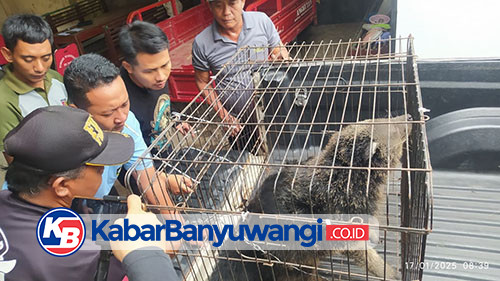 https://kabarbanyuwangi.co.id/asset/foto_berita/Binturong.jpg