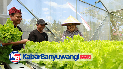 https://kabarbanyuwangi.co.id/asset/foto_berita/Budidaya_Hidroponik_Selada.jpg