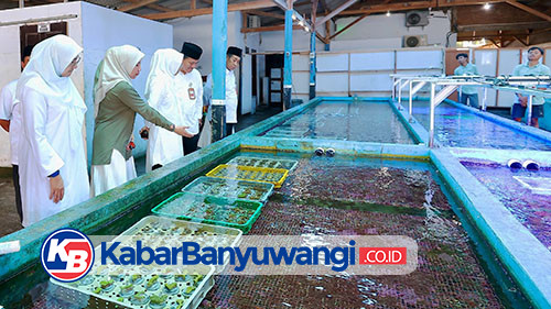 Koral Hias Budidaya Banyuwangi jadi Primadona di Asia, Amerika, dan Eropa