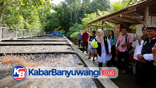 Pemuda Desa di Banyuwangi Raup Omset Ratusan Juta dari Budidaya Lele dengan Sistem Air Jernih
