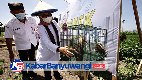 Kendalikan Hama Tikus, Pemkab Banyuwangi Fasilitasi 342 Rumah Burung Hantu