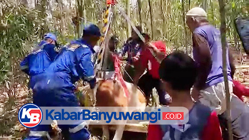 https://kabarbanyuwangi.co.id/asset/foto_berita/Damkarmat_evakuasi_sapi.jpg