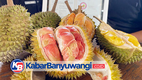 Masa Panen Durian Merah Banyuwangi Segera Tiba, Begini Cara Mendapatkannya