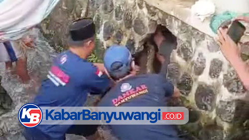 Dramatis, Petugas Damkarmat Banyuwangi Masuk Lubang Evakuasi Ular Piton Tiga Meter
