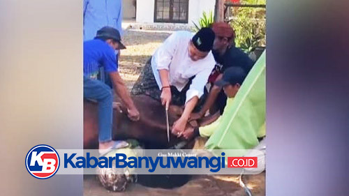 Sapi Kurban Presiden Prabowo dan Kapolri Disembelih Gus Makki, Daging Dibagikan ke Penerima Manfaat