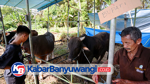 Masjid Agung Baiturrahman Banyuwangi Sembelih Hewan Kurban Bupati Ipuk