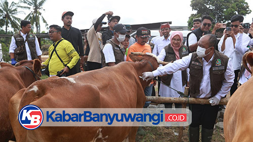 Jelang Idul Adha Banyuwangi Surplus Hewan Kurban, Pasok untuk Berbagai Daerah di Indonesia