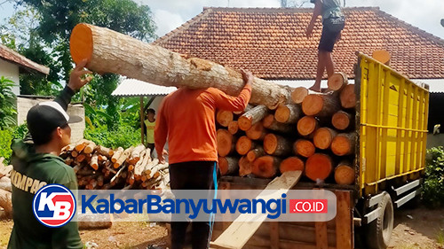 Petugas Gabungan Amankan Ratusan Kayu Mahoni Ilegal di Banyuwangi