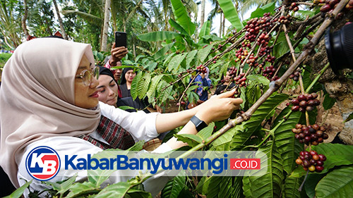 Kopi Robusta Banyuwangi Diverifikasi Kemenkumham untuk Peroleh Indikasi Geografis  