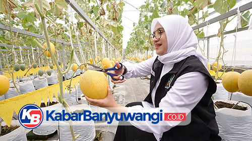 https://kabarbanyuwangi.co.id/asset/foto_berita/Ipuk_petik_melon.jpg