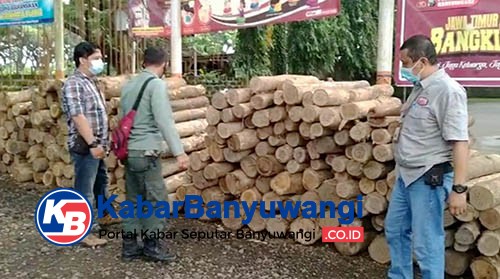 Resmob Polresta Banyuwangi dan Polhut Amankan Ratusan Kayu Jati Gelondongan