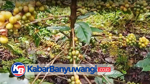https://kabarbanyuwangi.co.id/asset/foto_berita/Jenis_Yellow_Caturra_dan_Yellow_Bourbon.jpg
