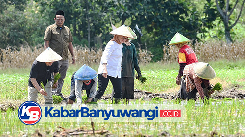 Al Maarif, Caleg PKB DPRD Banyuwangi Dampingi Cak Imin Nyemplung ke Sawah Tanam Padi
