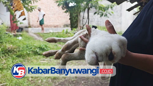Anak Kambing Bermata Satu Bikin Heboh Warga Banyuwangi, Ini Penjelasan Dokter Hewan