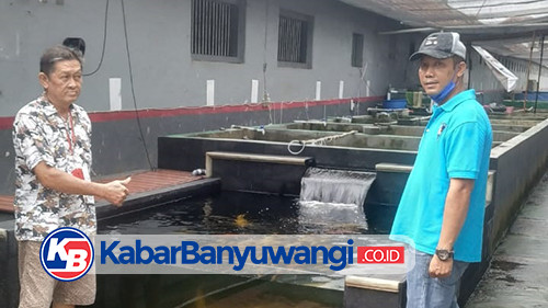 Budidaya Ratusan Ekor Ikan Koi WBP Lapas Banyuwangi Laku Terjual