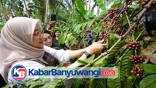 Pertahankan Lahan Kebun Kopi Rakyat, Banyuwangi Gelar "Pesta Rakyat Kopi Gombengsari"