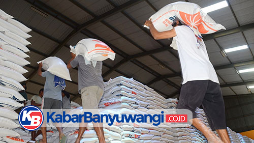 Bulog Targetkan Serap Gabah Petani Banyuwangi 53.000 Ton, Harga Rp 6.500 per Kilogram