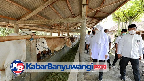 SMS Pisan, Jurus Baru Banyuwangi Kerek Produktivitas Sapi