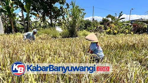 https://kabarbanyuwangi.co.id/asset/foto_berita/Lahan_siap_panen2.jpg