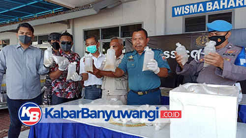 Upaya Penjualan 7.862 Benih Lobster Digagalkan Lanal Banyuwangi