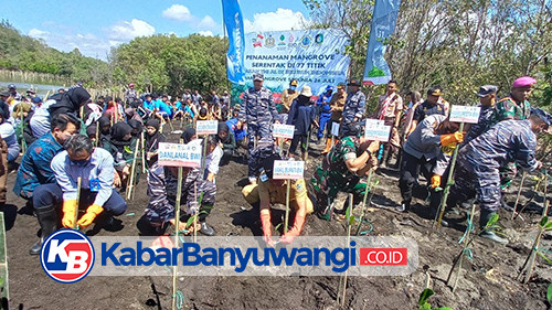 Serentak, di Hari Mangrove Sedunia Lanal Banyuwangi Tanam 5.000 Pohon