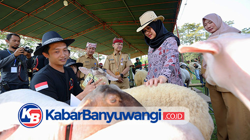 Banyuwangi Livestock Contest, Pamerkan Ratusan Ternak Unggulan