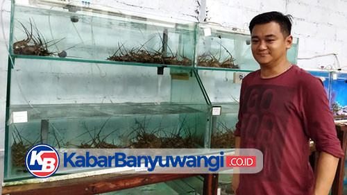Permintaan Ekspor Lobster Banyuwangi Jelang Imlek Meningkat Tajam