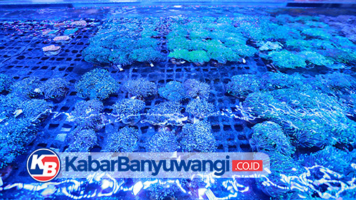 Ekspor ke 20 Negara, Koral Budidaya Banyuwangi Diminati Pasar Global