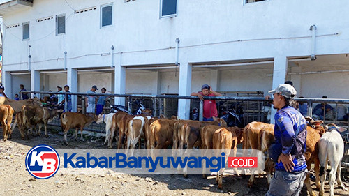 Antisipasi Hewan Ternak PMK, Banyuwangi Gencarkan Surveilans ke Pasar Hewan hingga Daerah Perbatasan