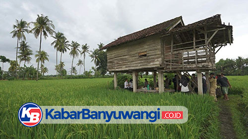 https://kabarbanyuwangi.co.id/asset/foto_berita/Panen.jpg