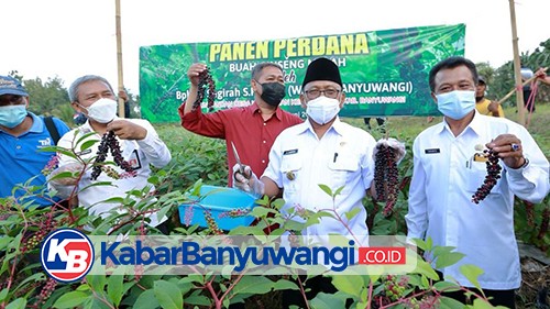 Sukses Budidaya Gingseng Merah, Wabup Banyuwangi Panen Perdana