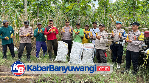 Dukung Program Ketahanan Pangan Nasional, Polisi Banyuwangi Kembali Panen Raya Jagung