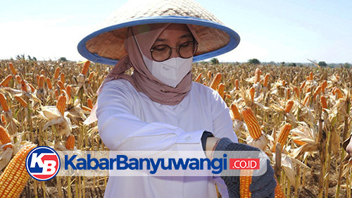 Jadi Lumbung Jagung Jawa Timur, Banyuwangi Mampu Pasok 250 Ribu Ton