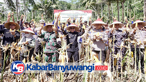 https://kabarbanyuwangi.co.id/asset/foto_berita/Panen_jagung_kwartal_2.jpg