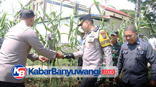 Polresta Banyuwangi Panen Jagung Serentak Tahap Pertama, Dukung Ketahanan Pangan Nasional