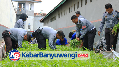 Warga Binaan dan Pegawai Lapas Banyuwangi Panen Kangkung Dukung Ketahanan Pangan