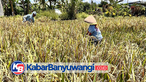 Sejalan dengan Swasembada Pangan Presiden Prabowo, Produksi Beras Banyuwangi Surplus