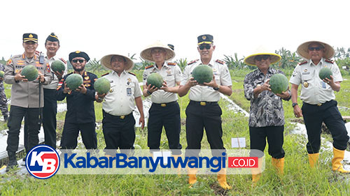 Bareng Wabup Mujiono, Kakanwil dan Kalapas se-Jatim Panen Raya Semangka di Banyuwangi
