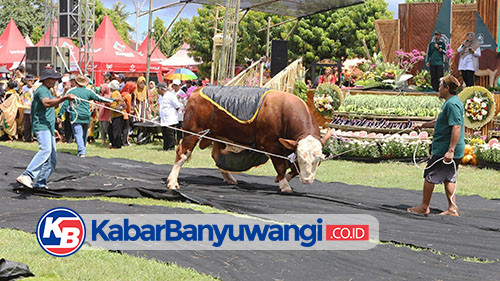 https://kabarbanyuwangi.co.id/asset/foto_berita/Parade_sapi.jpg