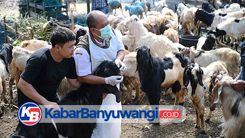 Jelang Idul Adha 2025, Dinas Pertanian Banyuwangi Sisir Lapak Pedagang Hewan Kurban