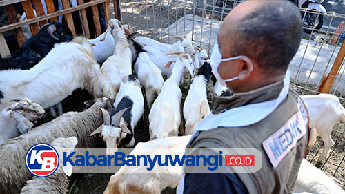 Pemkab Banyuwangi Periksa Kesehatan Hewan Kurban, Pastikan Kondisi Sehat dan Layak