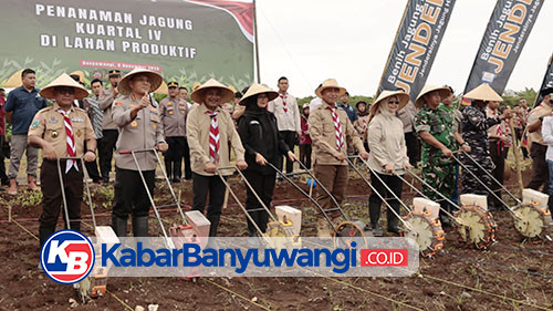 Banyuwangi Surplus Jagung dan Padi, Bupati Ipuk: Berkat Kerja Kolaboratif